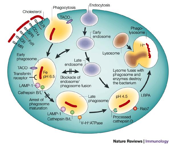MT fertőzés hatása fagoszóma-endoszóma érésre Fagoszóma érés folyamata M.