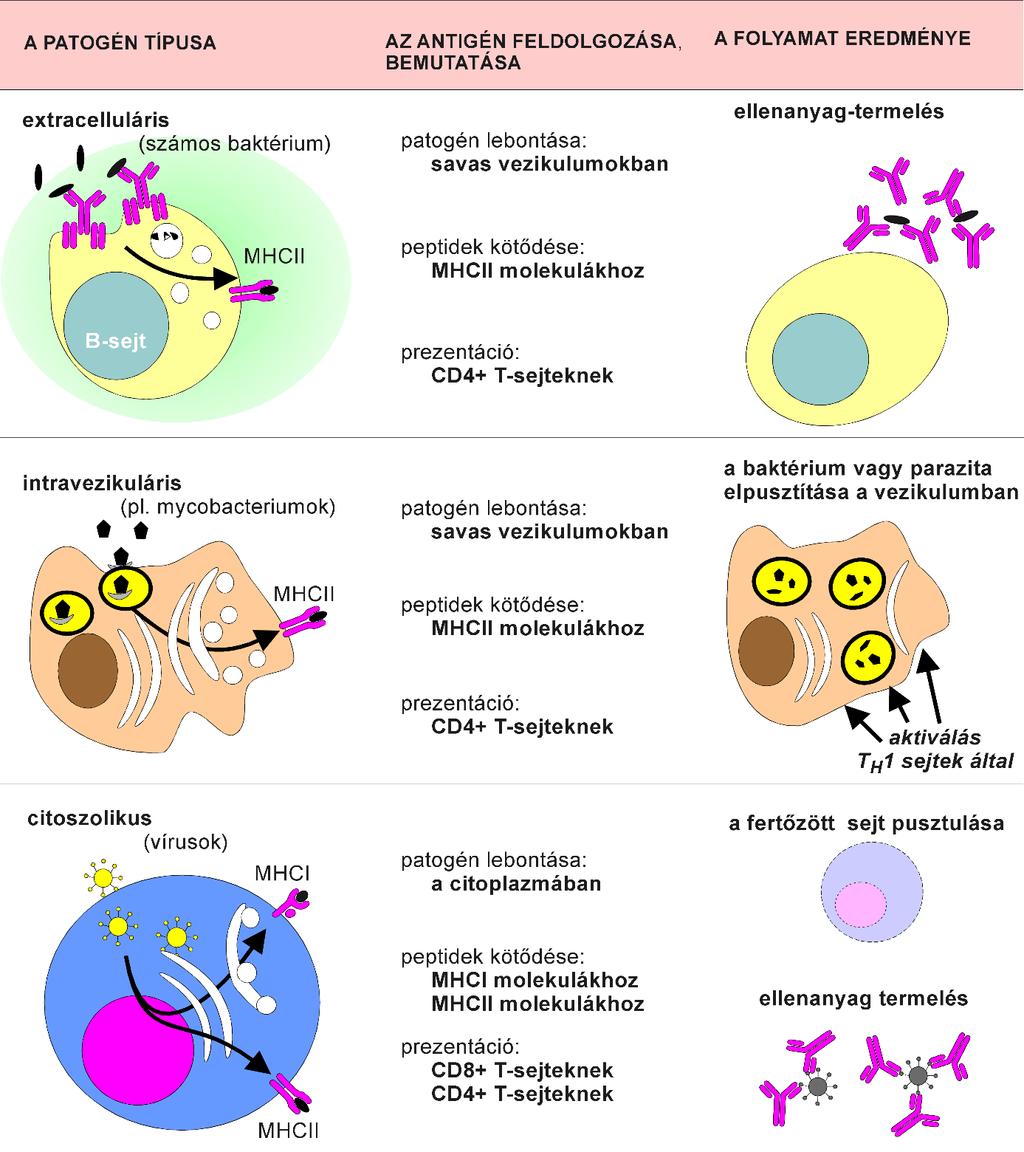 Az antigénprezentáció módja és az adaptív immunválasz fő mechanizmusai különböző patogének esetében Az