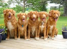 Ismétlés nélküli Permutáció Példák Hányféle sorrendben ülhet le egymás mellé 5 kutya?