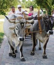 Visiting groups are offered cultural, music, dance or gastroprogrammes, ecological tours, guided tours in the horticulture, ox-cart rides and other attractions.