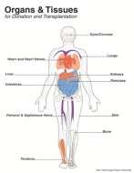 SZERVDONOROK ÉLŐDONOROK HALOTT DONOROK Genetikus érzelmi rokon vese máj (tüdő) Dobogó szívű agyhalott