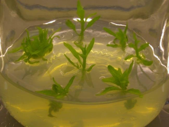 fenolic compounds differ into the medium and decrease their inhibition for development (Figure 2). Growth regulators induce flushing at the same time (P. alba clones number 101, 103, 112, 114).