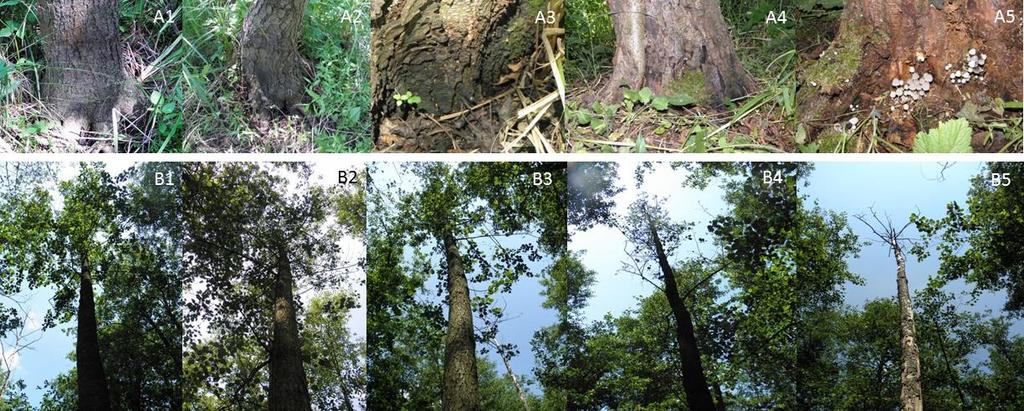 10% of the total height of the tree; A3: Bark necrosis covers 10 30% of the girth and height of the tree; A4: More than 30% of the total girth and height of the tree is damaged; A5: Dead tree.