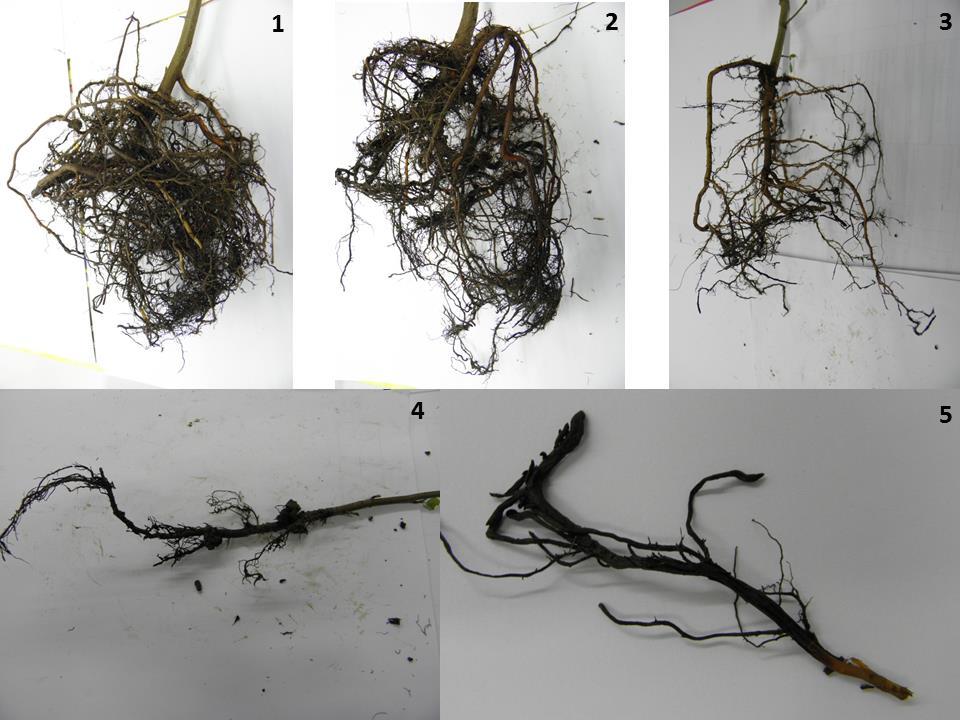 30 Sárándi-Kovács, J. et al. 2.3 Pathogenicity tests The pathogenicity of the following four most important species (collected in 2011) was tested: P. alni, P. taxon Raspberry, P. inundata, P.