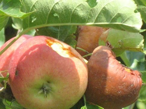 A vegyes népességben egy adott időpontban mindig van olyan fejlődési alak, amely túlélheti az adott kezelést.