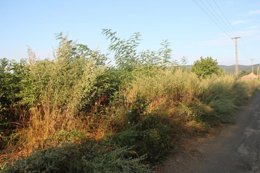 szigetszerűen, pontszerűen jelenik