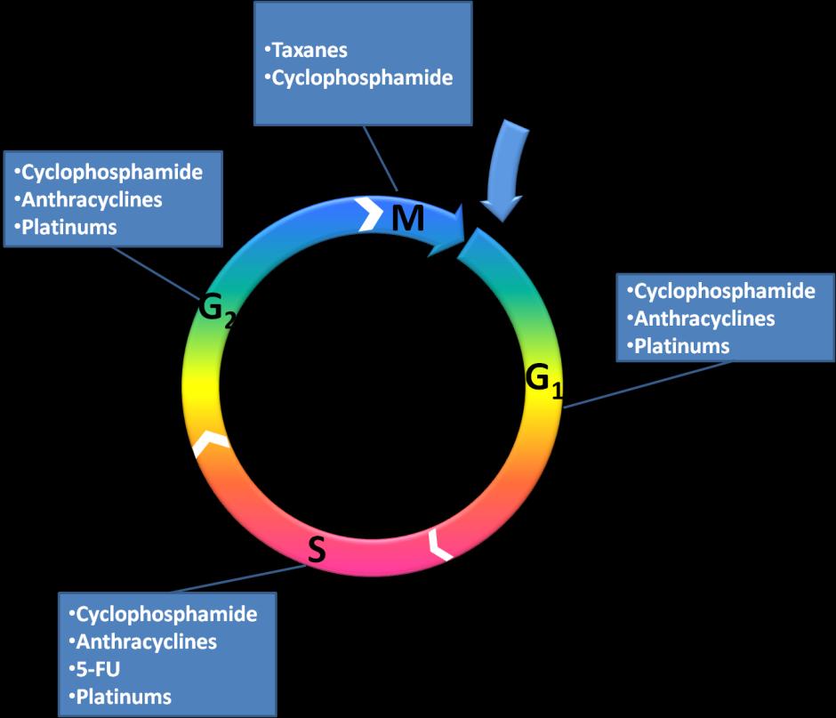 Chemotherapy drugs exerts cytotoxic effects systematically and therefore, can damage the ovaries, leading to infertility, premature ovarian