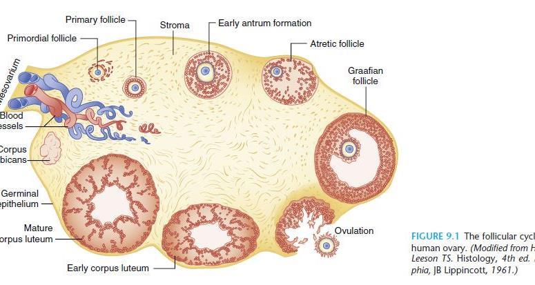 Kemoterapinin Over üzerine etkisi 2. Primordial foliküller 3. Büyüyen foliküller 1. Damarlar 3 dk içinde kan akımında azalma 2 saat içinde ölçülebilen DNA hasarı 4.