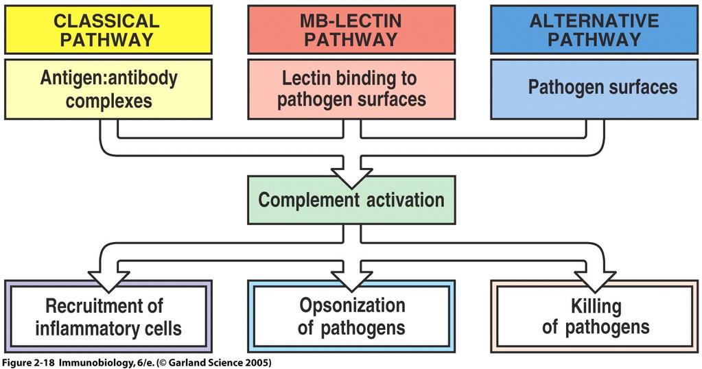 A komplement enzim kaszkád aktivációja Aktivátor: antigén-antitest komplex: IgM, IgG1, IgG2, IgG3 Aktivátor: