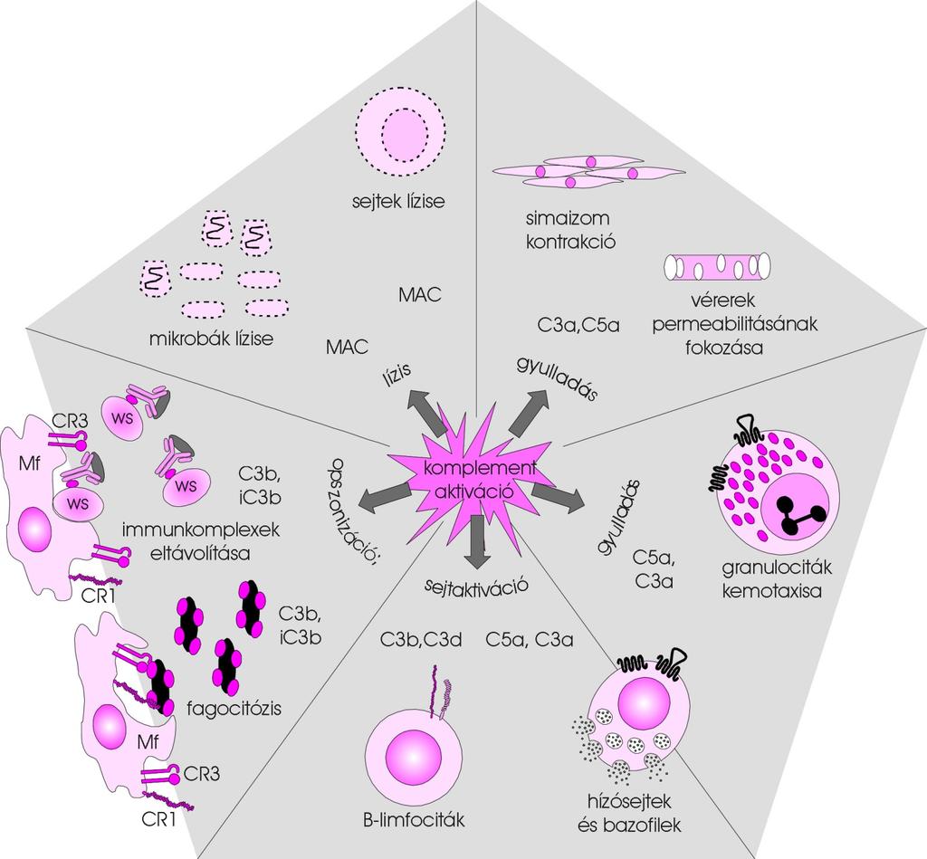 A komplement által