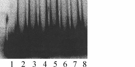 ábra); (IV) a T3 fragmentumon is kimutatható dn- Ras klónokra specifikus kötődés. A témában eddig jutottunk. Bár ezek az első eredmények bíztatóak, belőlük érdemi következtetések nem vonhatók le.