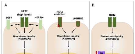 anti-her2 rezisztencia HER2 addikció: optimális válasz HER2 gátlókra (homogén HER2 gén kópia szám, mrnsés protein