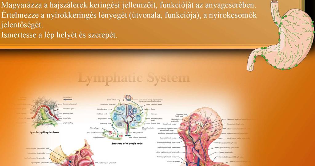 életfolyamatokban (vérfehérjék a