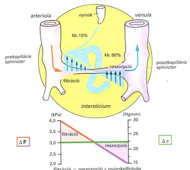 A kapillárisok vénás szakaszán a vérnyomás tovább csökken kb. 15 Hgmm-re és a kolloidozmotikus nyomás alá esik.
