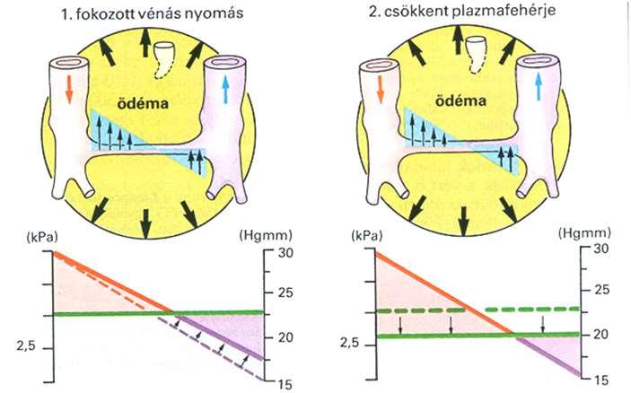 A szövetnedv oldott vérfehérjéket nem tartalmaz ezért kolloid ozmotikus nyomása alacsony.