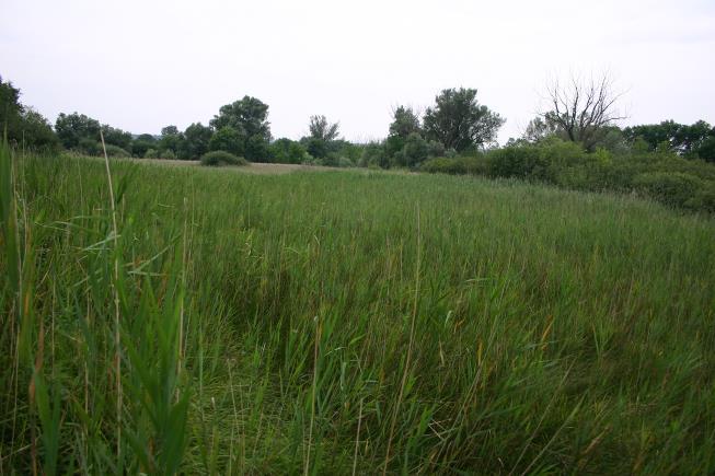 A láprét vegetációja Láprét-magassásos komplex (Juncus subnodulosus, Carex davalliana, Schoenus