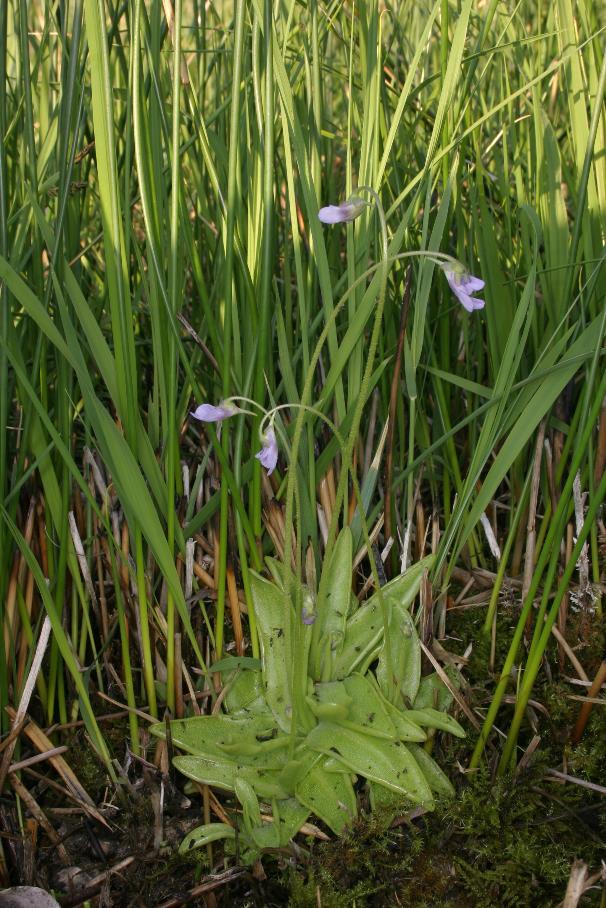 Lápi hízóka (Pinguicula vulgaris) Hazánkban ma kizárólag itt fordul elő Jégkorszaki reliktum Húsevő - nitrogénigényét