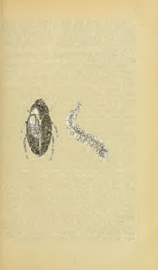 167 cervus), szarvasbogár (nagy czinczér-fajok és Lucanus cervus), ganéj duróbogár vagy sz..duróbogár( Géotrypes, Ateuchus, Gymnopleurus, Copris, Onthophagus, Oniticellus és Aphodius).