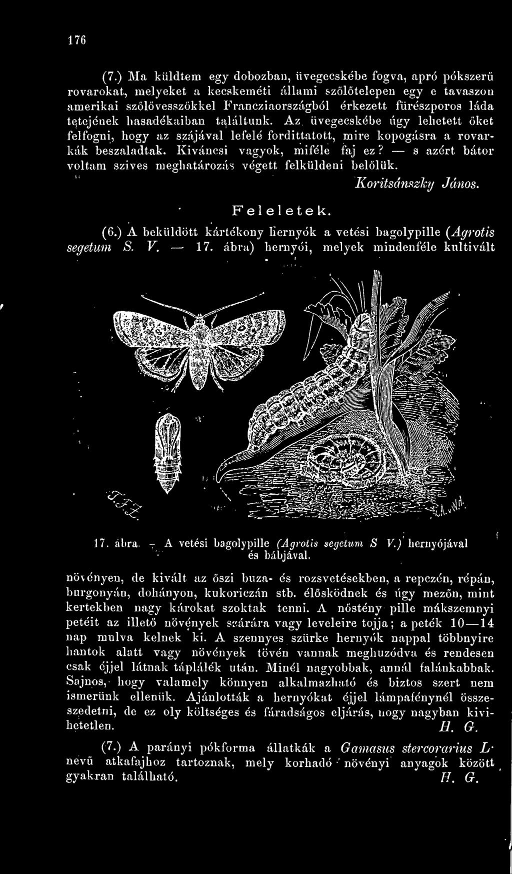 ábra) hernyói, melyek mindenféle kultivált N ^^8#- * áífe3^%~,#- 17. ábra. - A vetési bagolypille (Agvotis segetum S V.) hernyójával és bábjával.