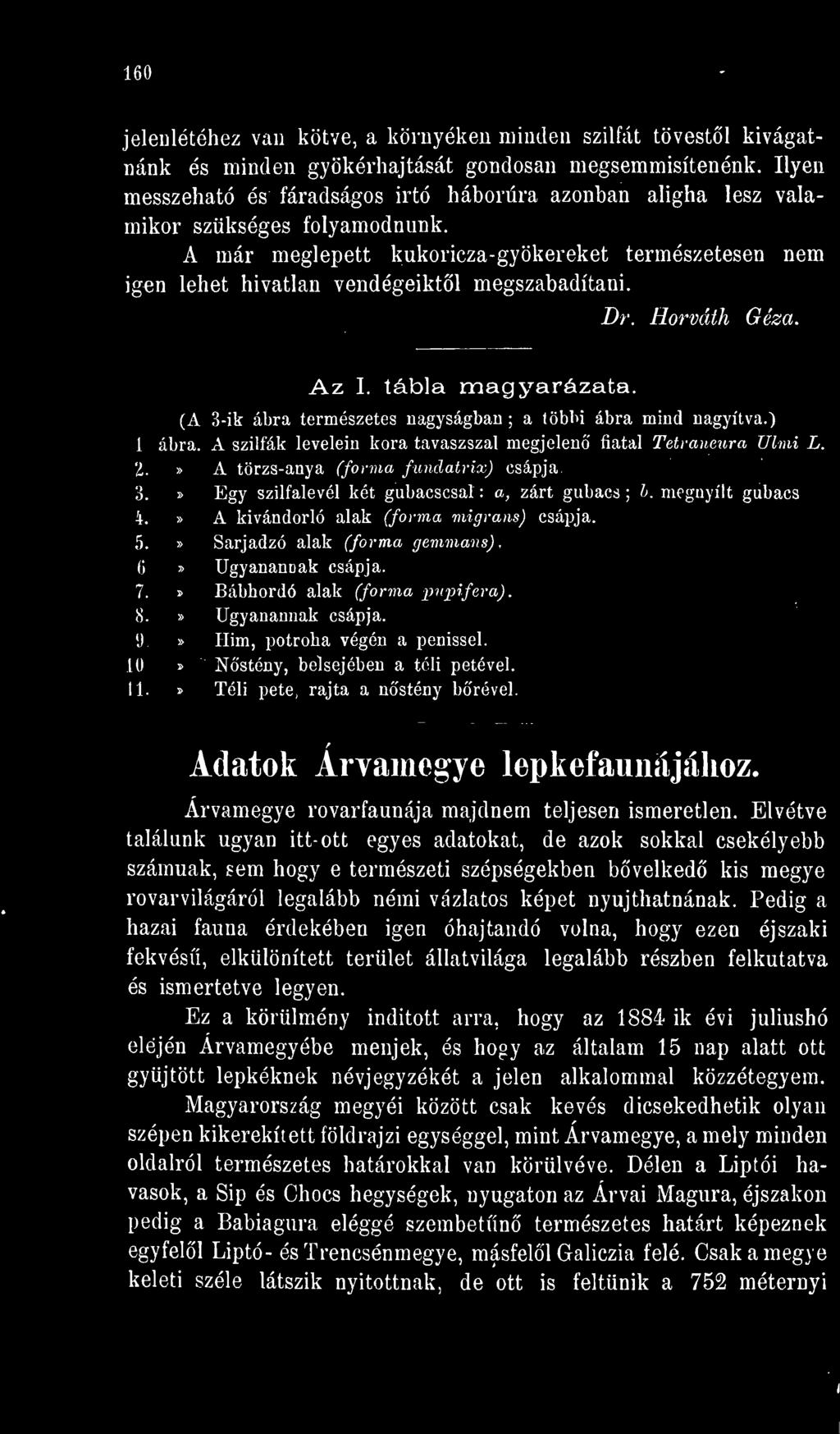 A már meglepett kukoricza-gyökereket természetesen nem igon lehet hivatlan vendégeiktl megszabadítani. Dr. Horváth Géza. Az I. tábla magyarázata.