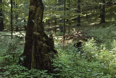 A holtfa legszembetûnôbb formái a kidôlt fák földön fekvô törzsei, ágai, az elhalt ágakkal és koronával rendelkezô