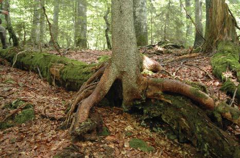 . a Białowieza Nemzeti Park esetében mutatja a természetes erdôállomány és a kezelt erdôk esetében különbözô harkályfajok denzitásának különbségeit.