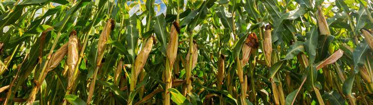 A kukorica védelme Alkalmazás ideje / Vetéskor a sorokban talajlakó kártevők ellen Fury Geo 12,5 kg/ha Tekton* - 10 kg/ha Vetés után, kelés előtt egyéves keskeny-, illetve széleslevelű gyomnövények