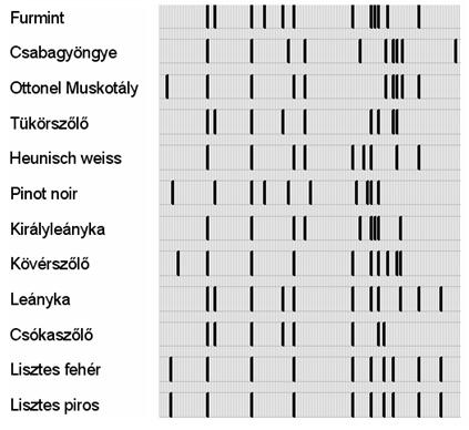 Szőlőfajták azonosítása és