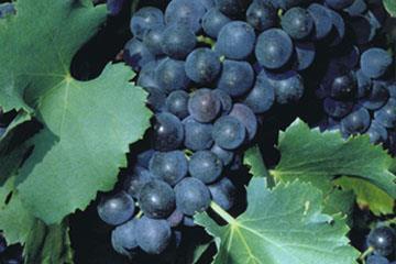 genes introgressed into a hybrid grape family.