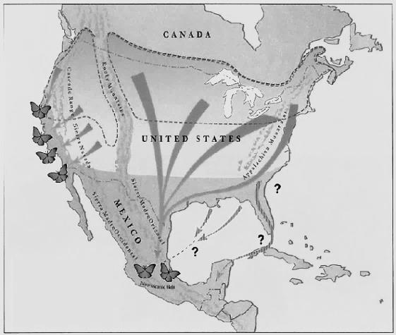 7. A vándorlásaikról ismert amerikai királylepkék több ezer kilométert repülnek, Dél-Kanadától Mexikóig és Kaliforniáig (lásd a jobb oldali ábrát), ahol áttelelnek.