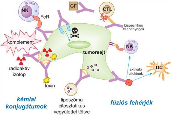 Monoklonális ellenanyagokon alapuló tumorterápiás lehetőségek. A monoklonális ellenanyagok és módosított formáik különböző utakon fejthetik ki tumorellenes hatásukat.