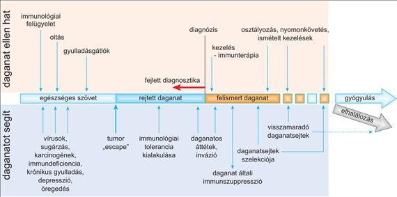 A daganatok és az immunrendszer kapcsolatai. Amíg egyensúly áll fenn a daganatokat elősegítő és gátló mechanizmusok között, addig egészségesnek tekinthető az egyén.