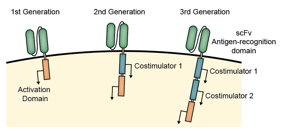 Chimeras Antigen