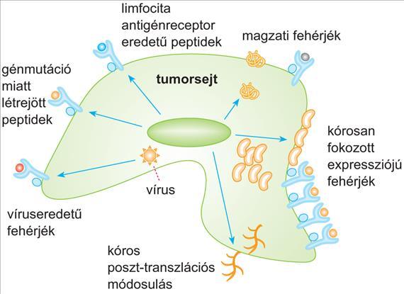 Tumorantigének kialakulása és megjelenése. Tumorspecifikus antigének származhatnak vírusokból vagy genetikai mutációk következtében megváltozott, s emiatt a szervezet számára idegen fehérjékből.