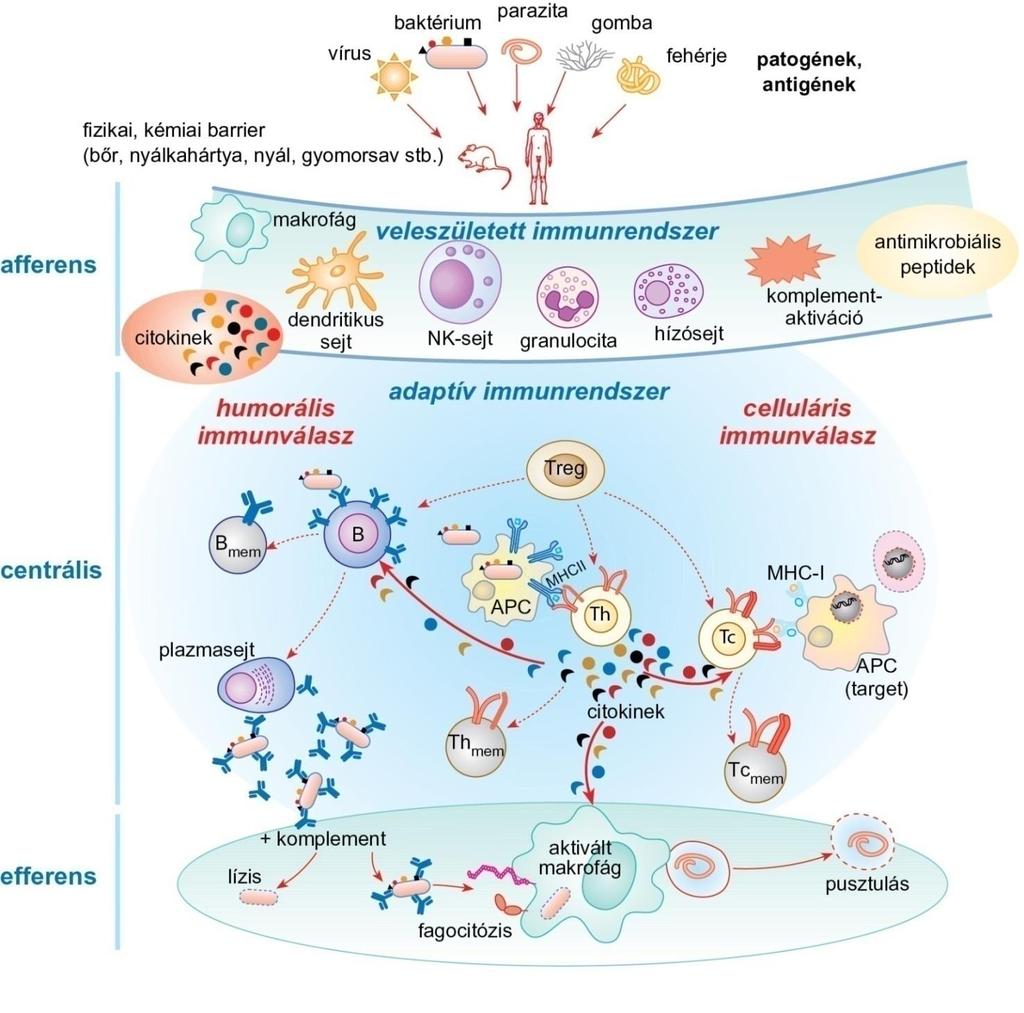 AZ IMMUNVÁLASZ