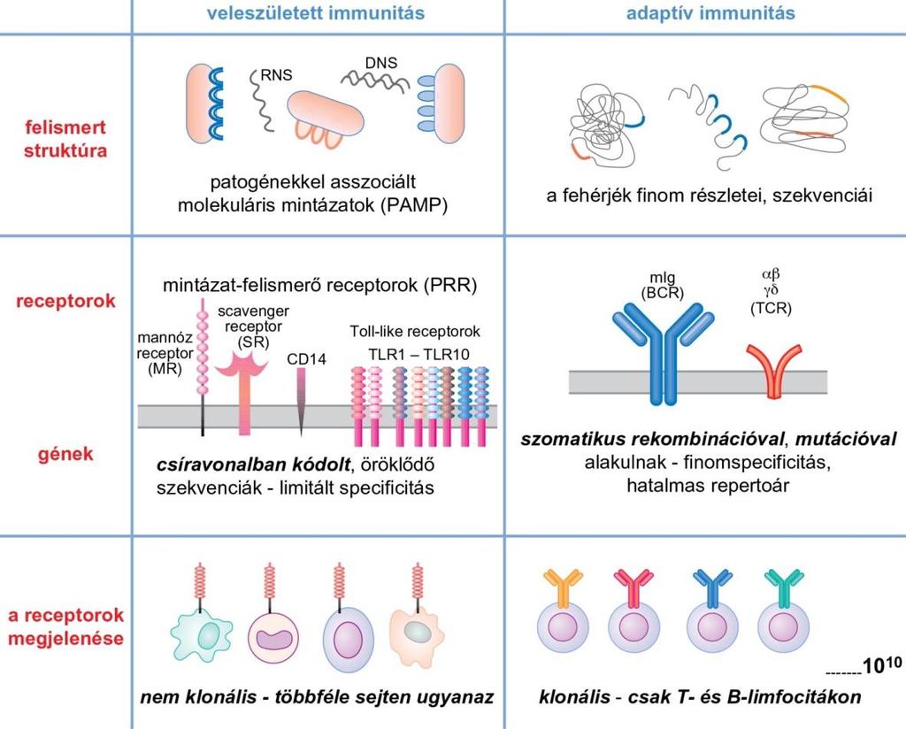 A VELESZÜLETETT ÉS AZ ADAPTÍV IMMUNRENDSZER RECEPTORAINAK JELLEMZŐI A veleszületett immunrendszer sejtjei a patogének molekuláris mintázatát (PAMP), az adaptív immunrendszer sejtjei elsősorban a