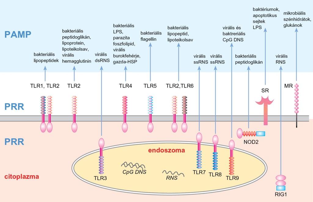 Mintázatfelismerő receptorok kifejeződése a sejtmebránon és a sejten belül.
