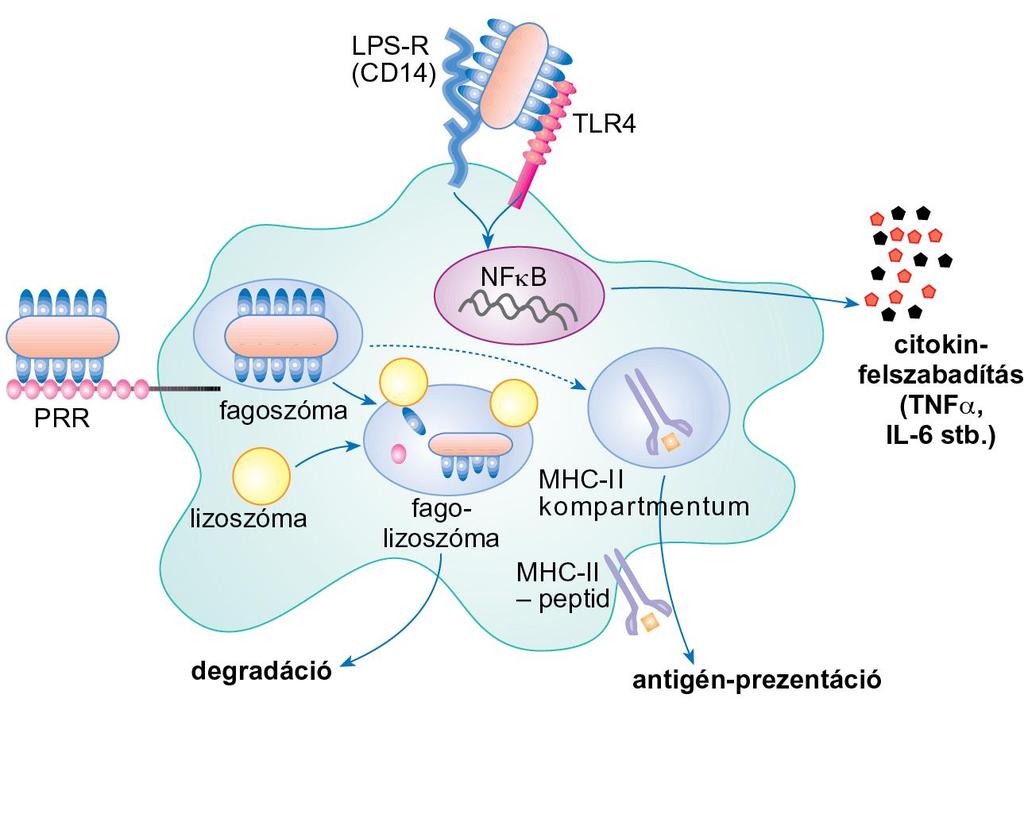 MAKROFÁGOK KÓROKOZÓ ÁLTAL KIVÁLTOTT FUNKCIÓI (A MINTÁZATFELISMERŐ RECEPTOROK (PRR) SZEREPE) A mintázatfelismerő receptor által felvett kórokozó a fagolizoszómában degradálódik, és egyes peptidjei az