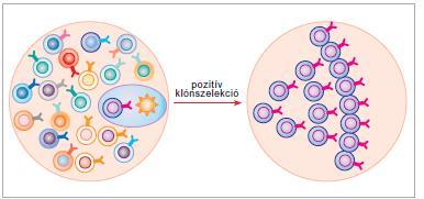 KLÓNSZELEKCIÓ Az adaptív immunválasz kulcsszereplőire, a limfocitákra jellemző, hogy érésük és differenciálódásuk során meghatározott stimulusra bizonyos klónjaik felszaporodnak.