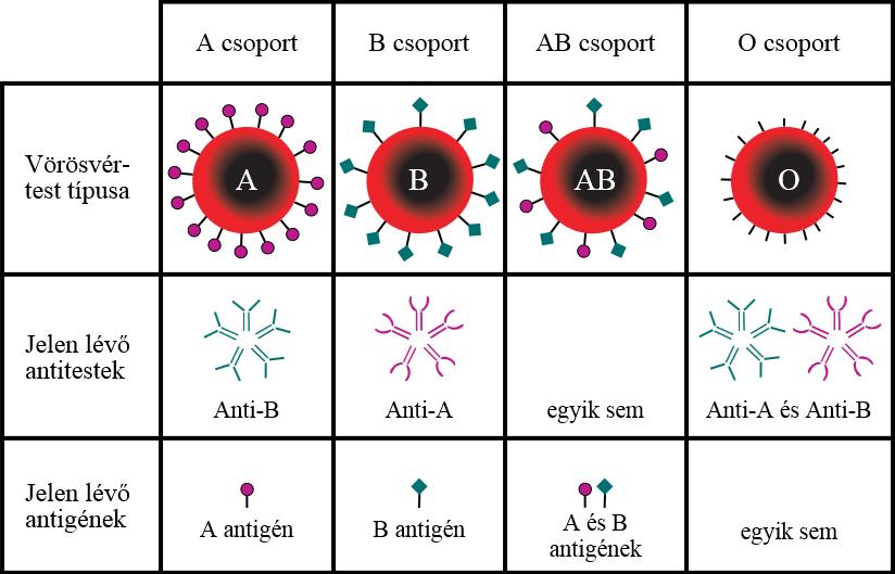 AZ AB0 VÉRCSOPORT RENDSZER https://en.