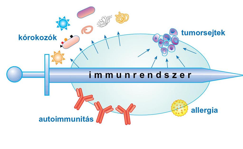 Az immunrendszer kétélű kard Az immunrendszer legfontosabb feladata az, hogy megvédi a szervezetet a kórokozók támadásától, a szervezetünkben tumorossá fajuló sejteket időben felismeri és elpusztítja