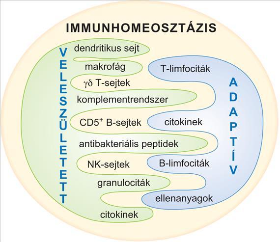 A VELESZÜLETETT ÉS AZ ADAPTÍV IMMUNRENDSZER ÖSSZEFONÓDÁSA AZ IMMUNHOMEOSZTÁZIS FENNTARTÁSÁRA A veleszületett és az adaptív immunrendszer sejtes