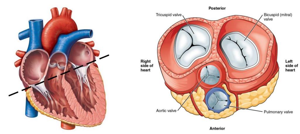 Aorta billentyű ISOGeometric analizis: Hálózás