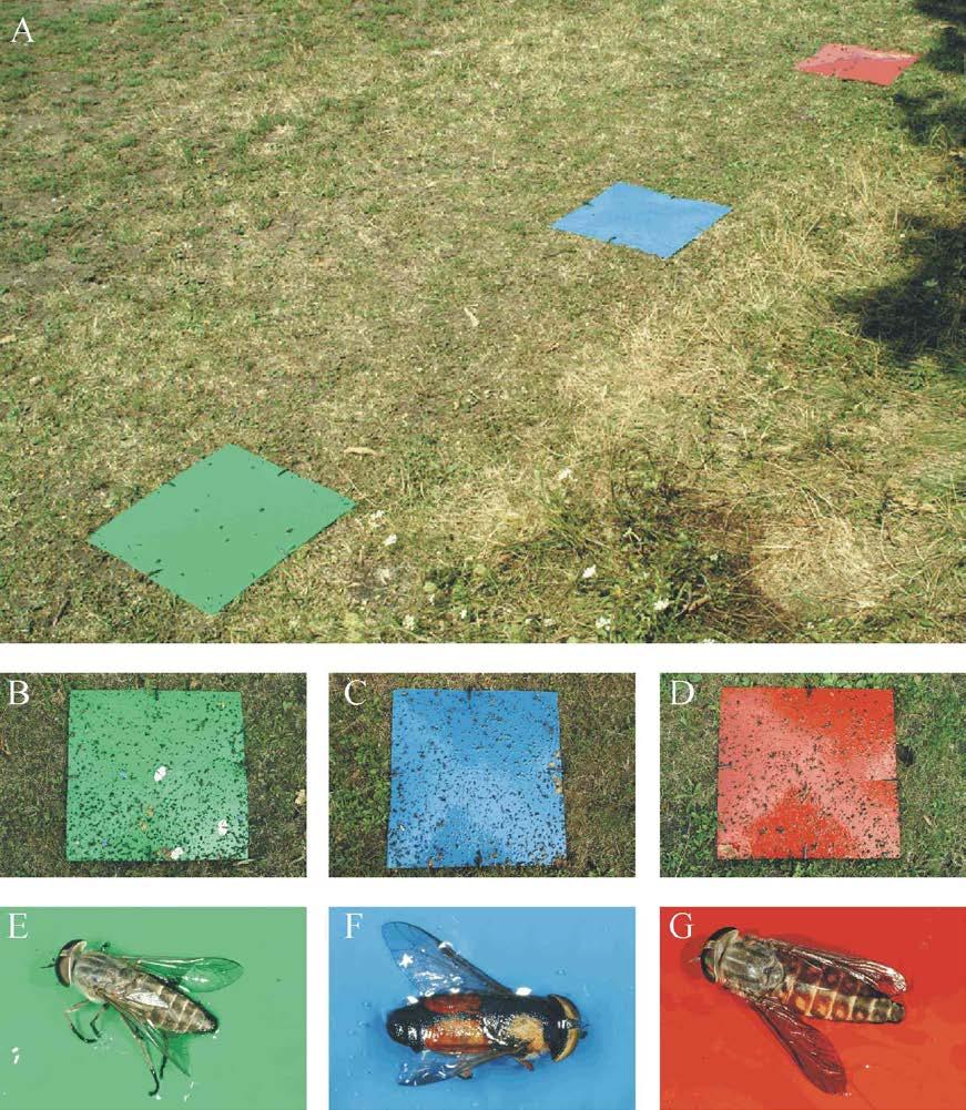2. ábra: (A) A beragasztózott zöld, kék és vörös műanyag lapok elrendezése a második terepkísérlet során Szokolyán.