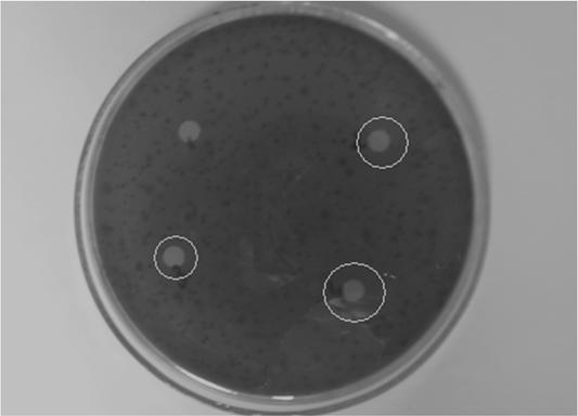 1. ábra Bacillus cereus 2 estén nem figyelhető meg gátlási zóna A 10-15 napig, 37 o C-on folyékony MRS táplevesben előnevelt tejsavbaktériumok táplevesét lecentrifugáltuk, majd a felülúszóval