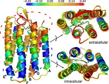 Bacteriorhodopsin extracellular region T. Lazarova et al. Fig. 7. The flexibility of particular residues mapped onto the structure of WT.