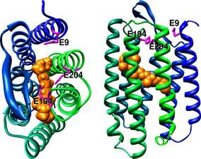 T. Lazarova et al. Bacteriorhodopsin extracellular region protonation of the Schiff base (SB) and the interactions of retinal with the binding pocket.
