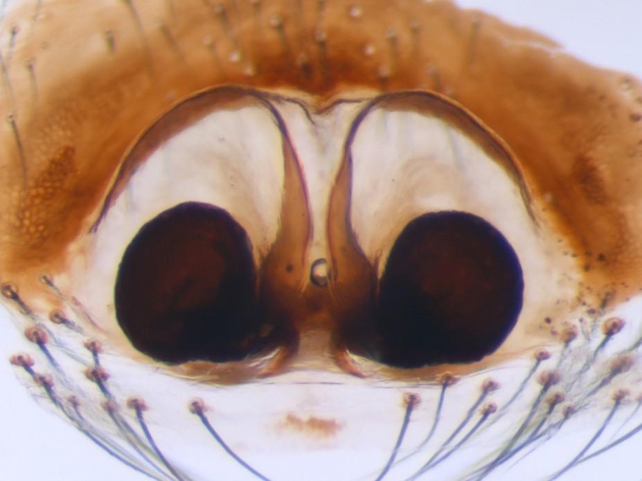 Figure 2. The epigyne of females Steatoda grossa (dorsal view). 3. ábra.