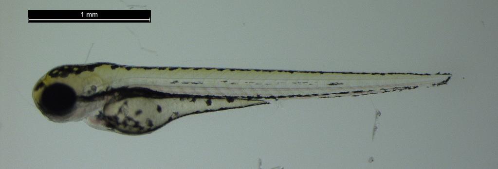 Fenotípusos markerek keresésének lehetőségei zebradánió embriókon A hal tünetszegény modell.
