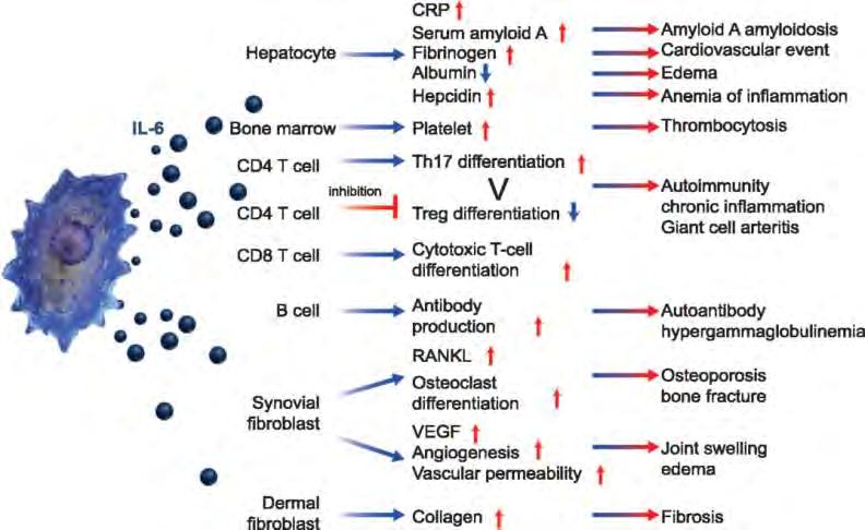 AZ INTERLEUKIN-6 LOKÁLIS ÉS SZISZTÉMÁS HATÁSAI RA-BAN From: Physiological effects of modulating the